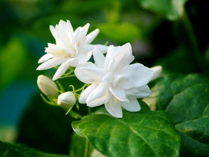 Does Jasmine Attract Bees and Butterflies? (Quick Answers) LeafyJournal