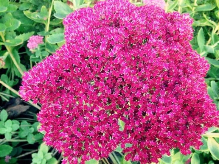 Do Deer Eat Coneflowers or Echinacea? (Answered) LeafyJournal