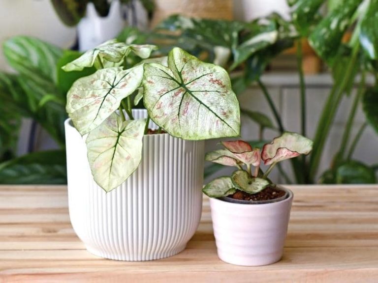 Do Deer Eat Coneflowers or Echinacea? (Answered) LeafyJournal