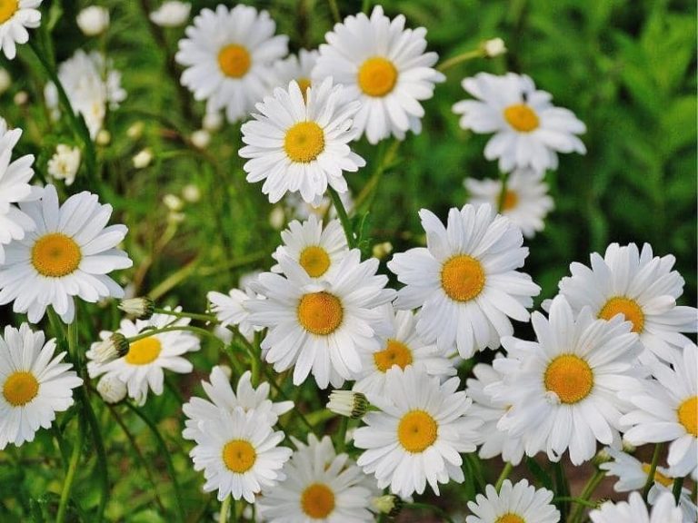 Do Deer Eat Daisies? (All You Need to Know) LeafyJournal