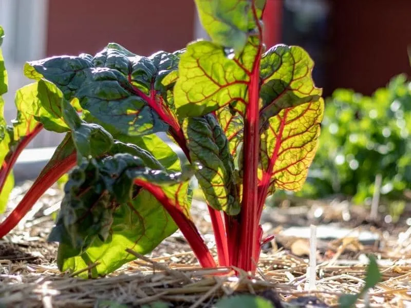 Do Deer Eat Rhubarb? (Read This First!) LeafyJournal