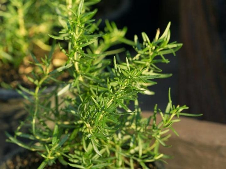 Do Deer Eat Rosemary? (All You Need to Know) LeafyJournal