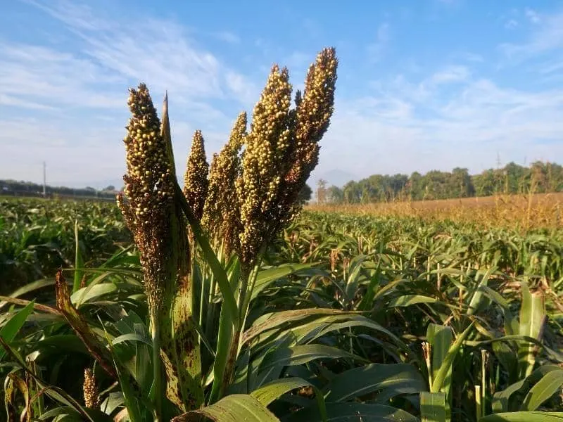 Do Deer Eat (Explained) LeafyJournal