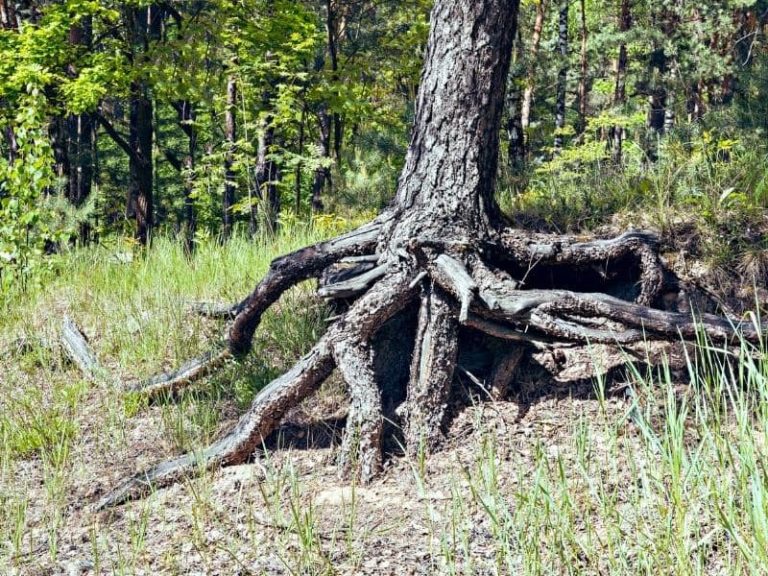 Pine Tree Root System Are Pine Tree Roots Invasive? LeafyJournal