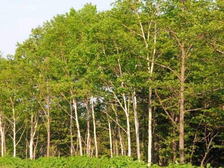 Birch Tree Root System Are Birch Roots Invasive? LeafyJournal