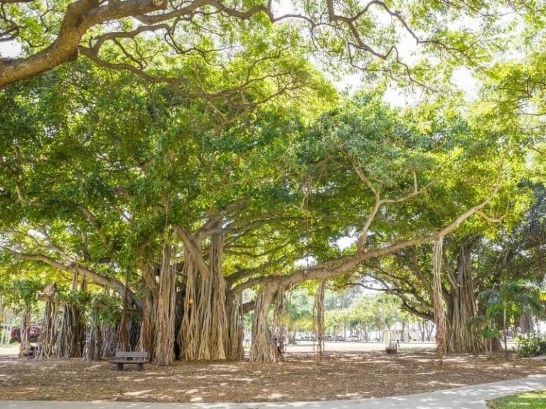 Azalea Root System: Are Azalea Roots Invasive? - LeafyJournal