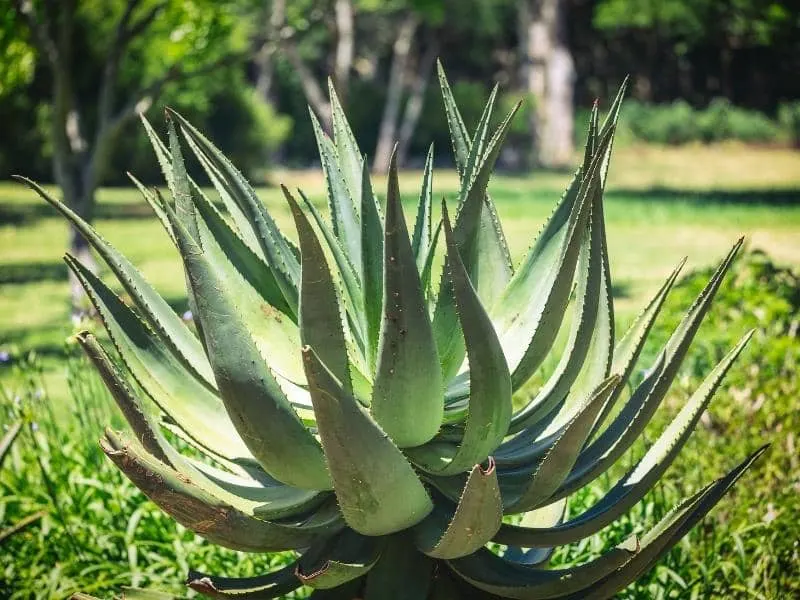 Agave Root System: Are Agave Roots Invasive? (Explained) - LeafyJournal