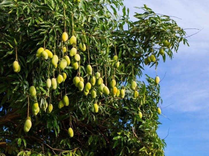 how-long-does-a-mango-tree-take-to-produce-fruit-answered-leafyjournal