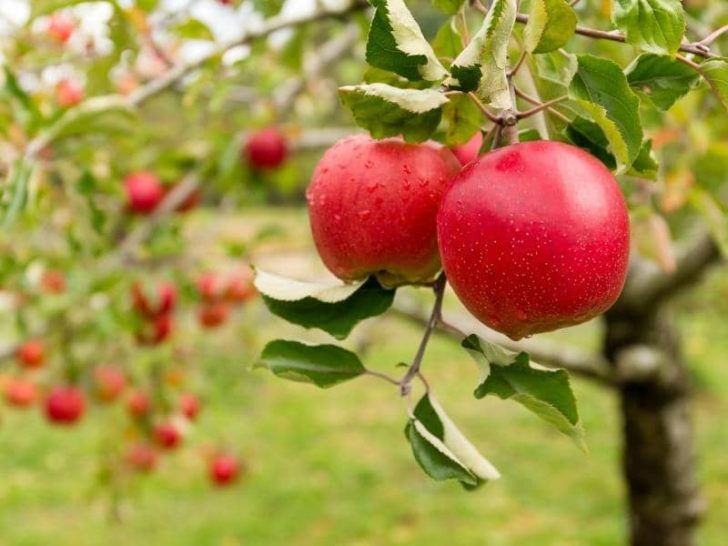 when-do-apple-trees-produce-fruit-read-this-first-leafyjournal