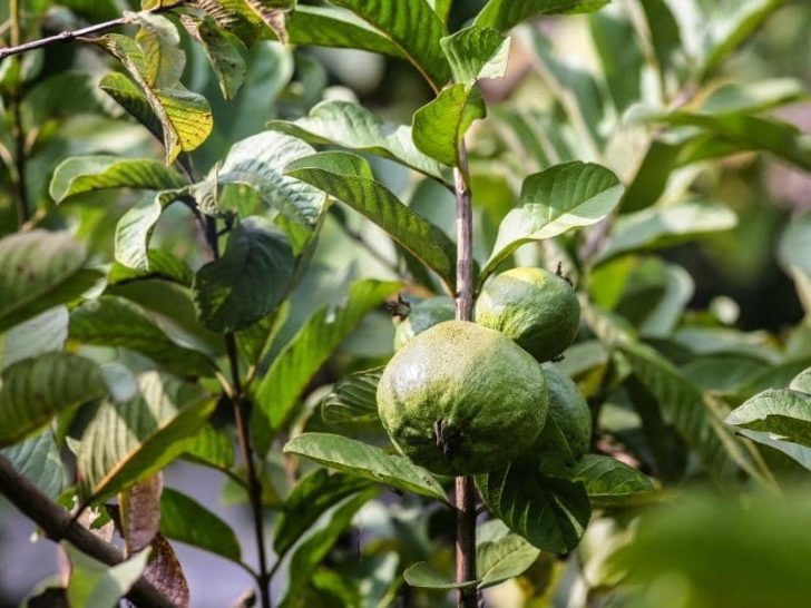 When Do Guava Trees Produce Fruit? (Quick Answers) LeafyJournal