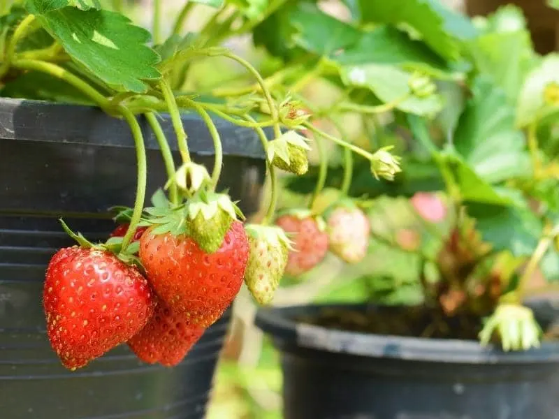 when-do-strawberry-plants-produce-fruit-explained-leafyjournal