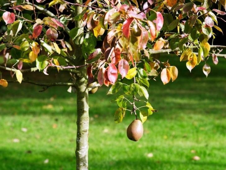 When Do Orange Trees Produce Fruit? (Read This First!) LeafyJournal