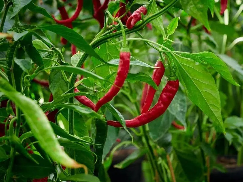 Ants On Pepper Plants How To Get Rid Of Them LeafyJournal   5169. Ants On Pepper Plants How To Get Rid Of Them .webp