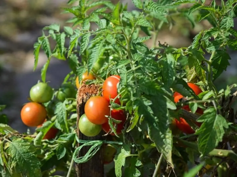 can-you-use-baking-soda-on-tomato-plants-answered-leafyjournal