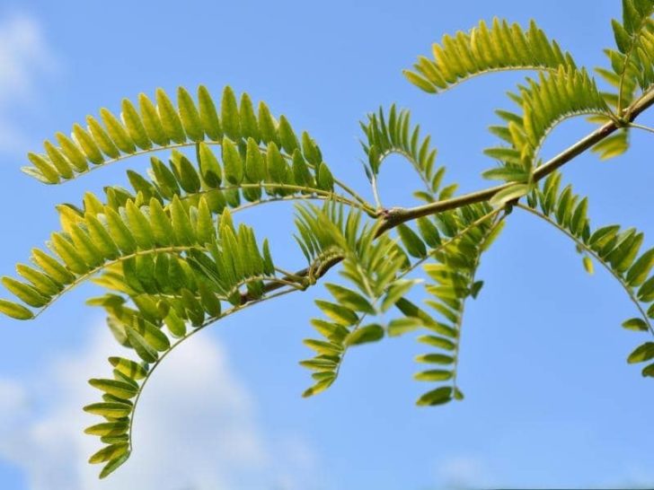 Black & Honey Locust Tree Thorns Are They Poisonous? LeafyJournal