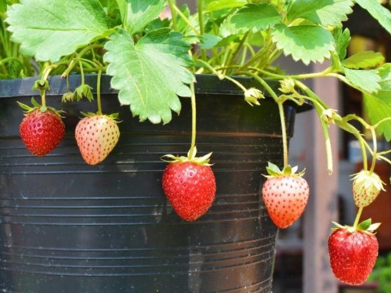 What Size Pot for Strawberries? (Quick Answers) LeafyJournal
