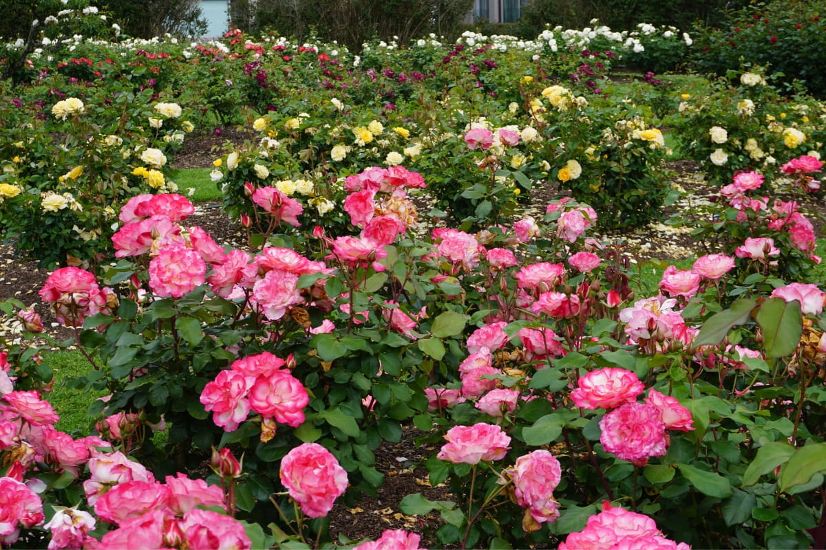 10 Expert Strategies for an Enchanting Rose Garden LeafyJournal