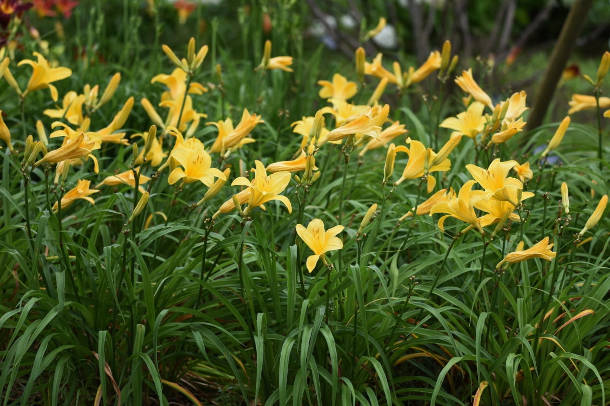 12 Longest Blooming Perennials For An Endless Garden Of Color