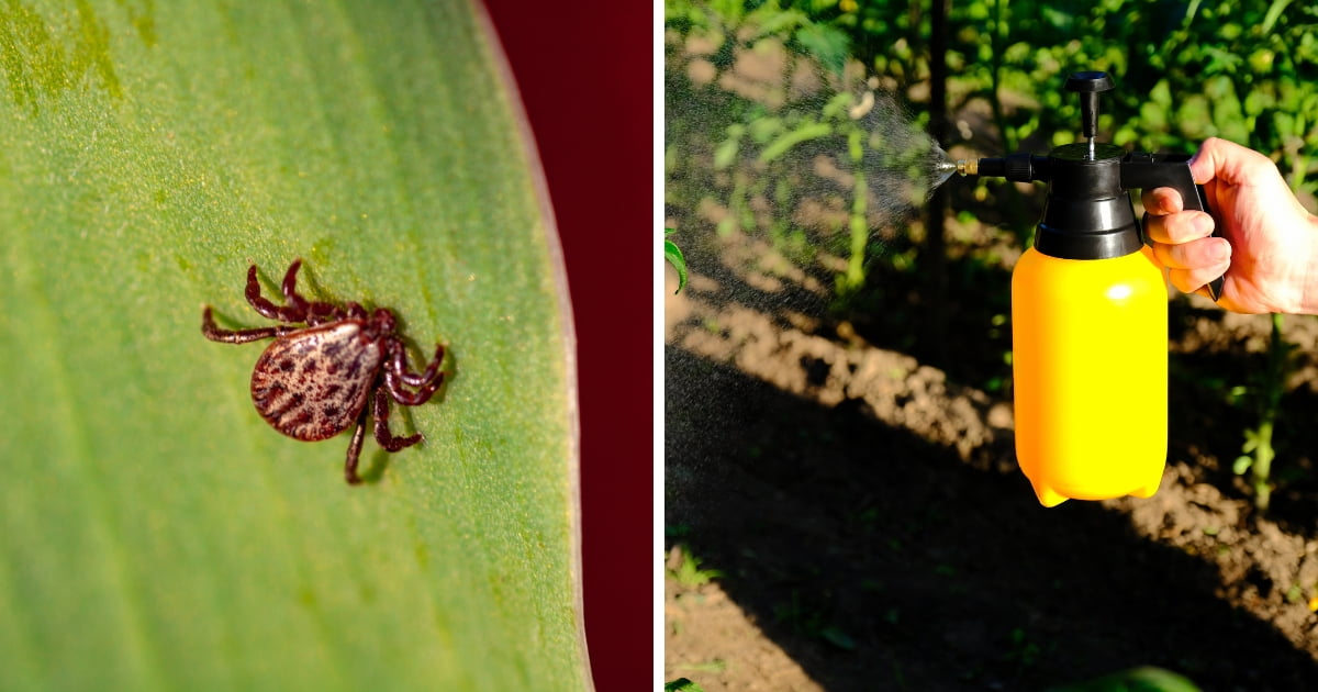 14 Incredible Ways to Banish Chiggers from Your Garden! LeafyJournal