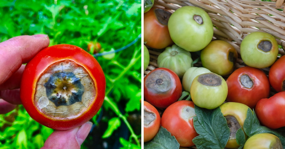 Blossom End Rot on Tomato Plants Causes & Prevention Guide LeafyJournal
