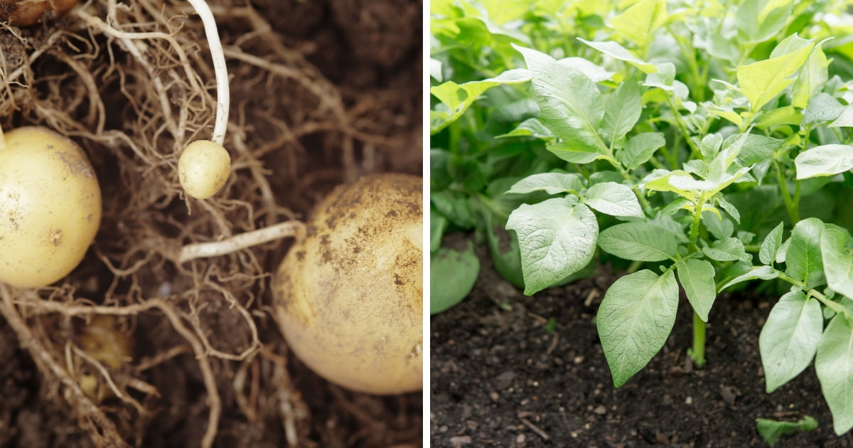 Know How Long Does It Take for Potatoes to Grow! - LeafyJournal