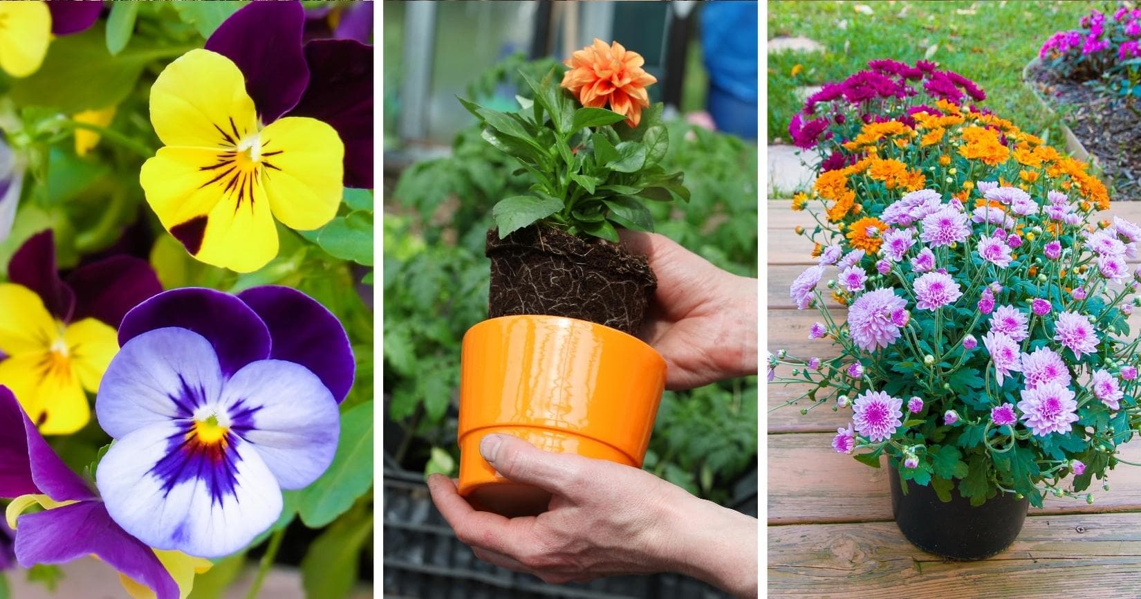 Hardy Flowers to Plant for Every Garden Type