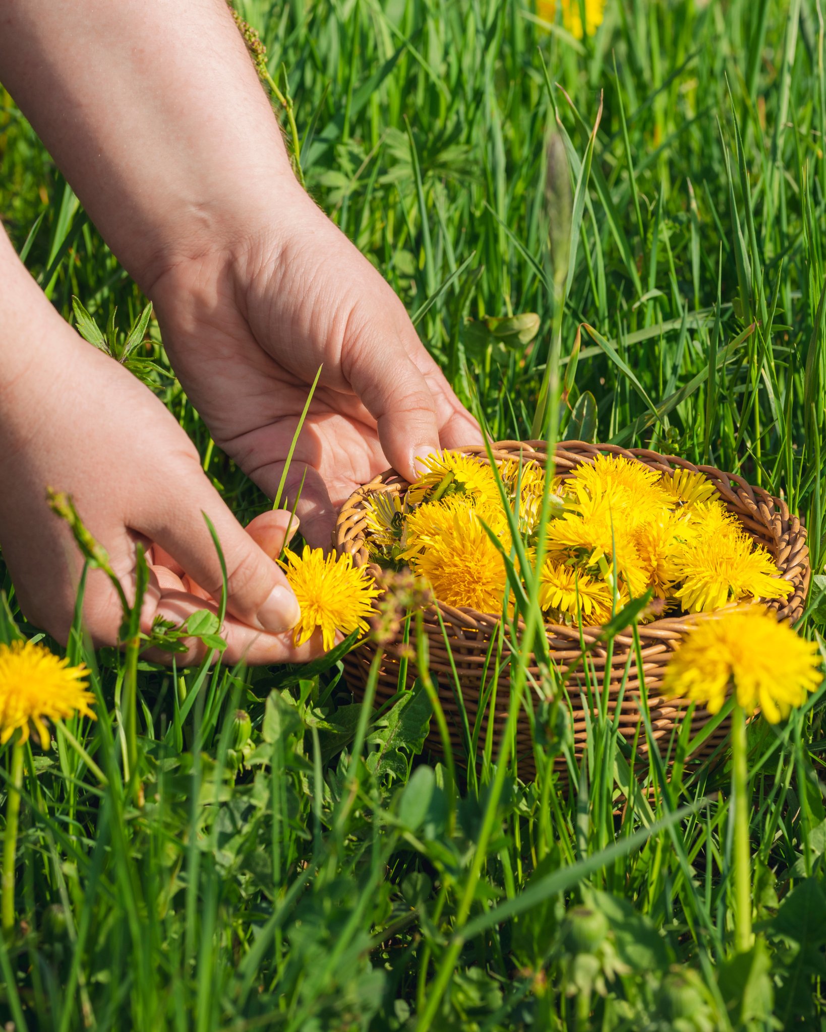 Here’s 15 Reasons Why You Should Pick Dandelion Flowers Till Your