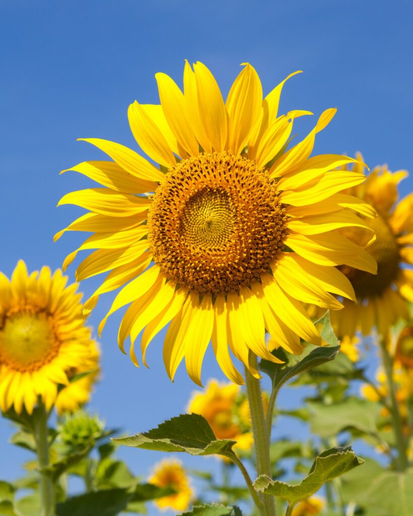 10 Tips for Growing Really Big Sunflowers LeafyJournal