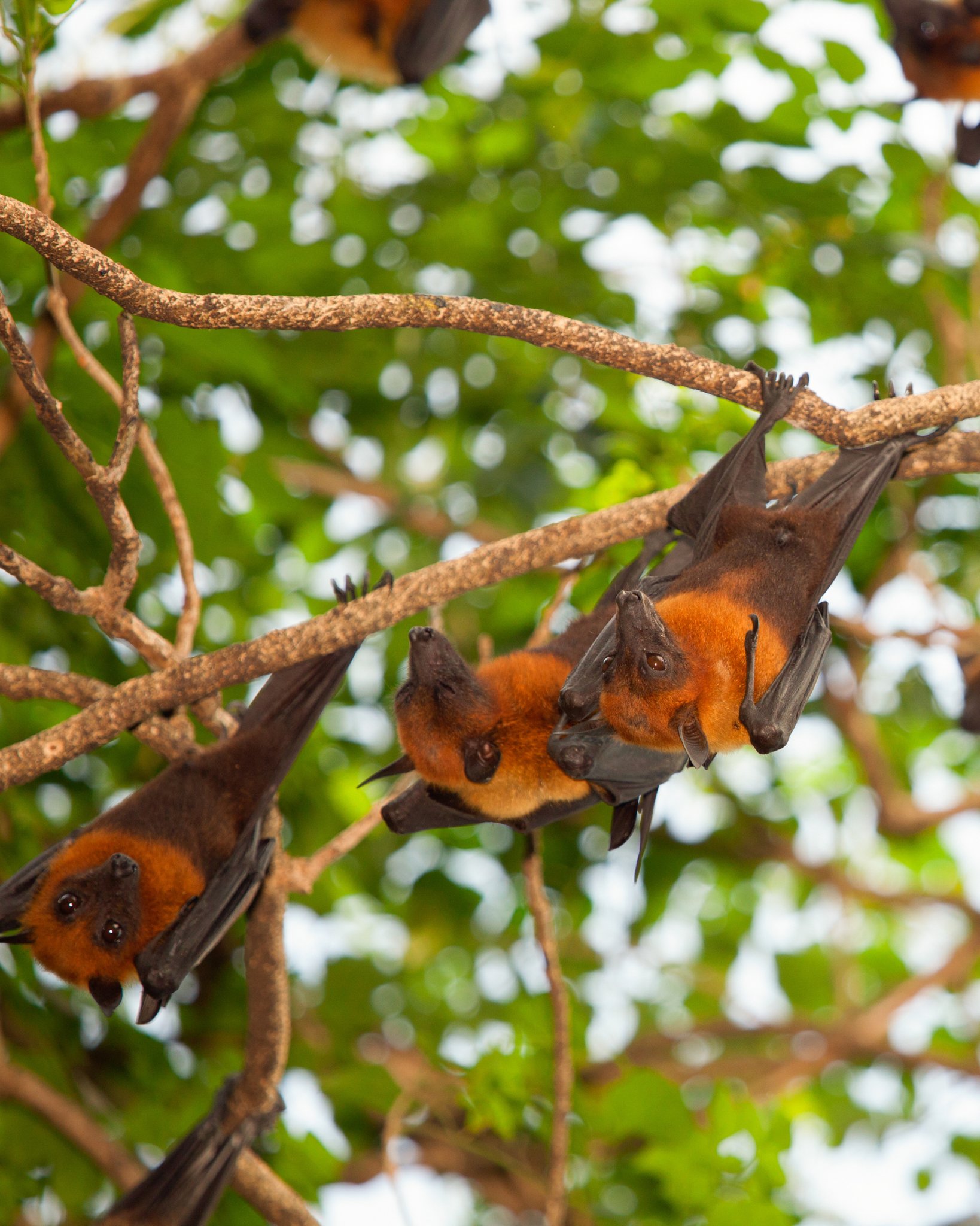 5 Tips to Attract Bats to Your Garden (And Reasons to Do It) LeafyJournal