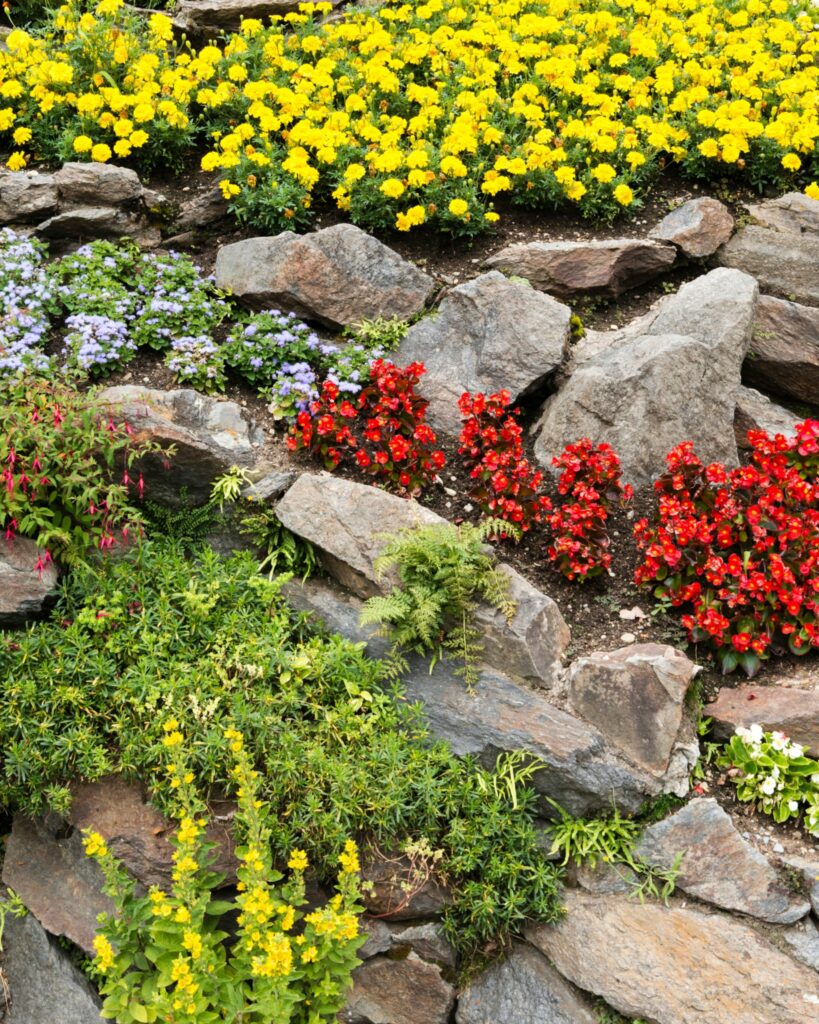 Plants Growing In Rocks 30 Plants Perfect for Rock Gardens and Their Easy Care Tips - LeafyJournal