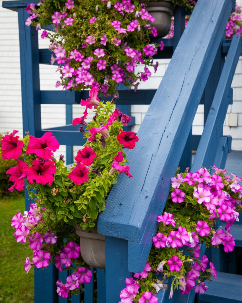 A Complete Guide to Growing and Caring for Petunias in Hanging Baskets