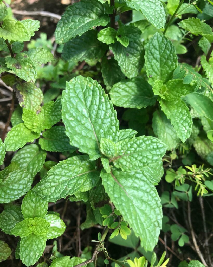 The Best Method to Grow a Strawberry Mint Plant - LeafyJournal