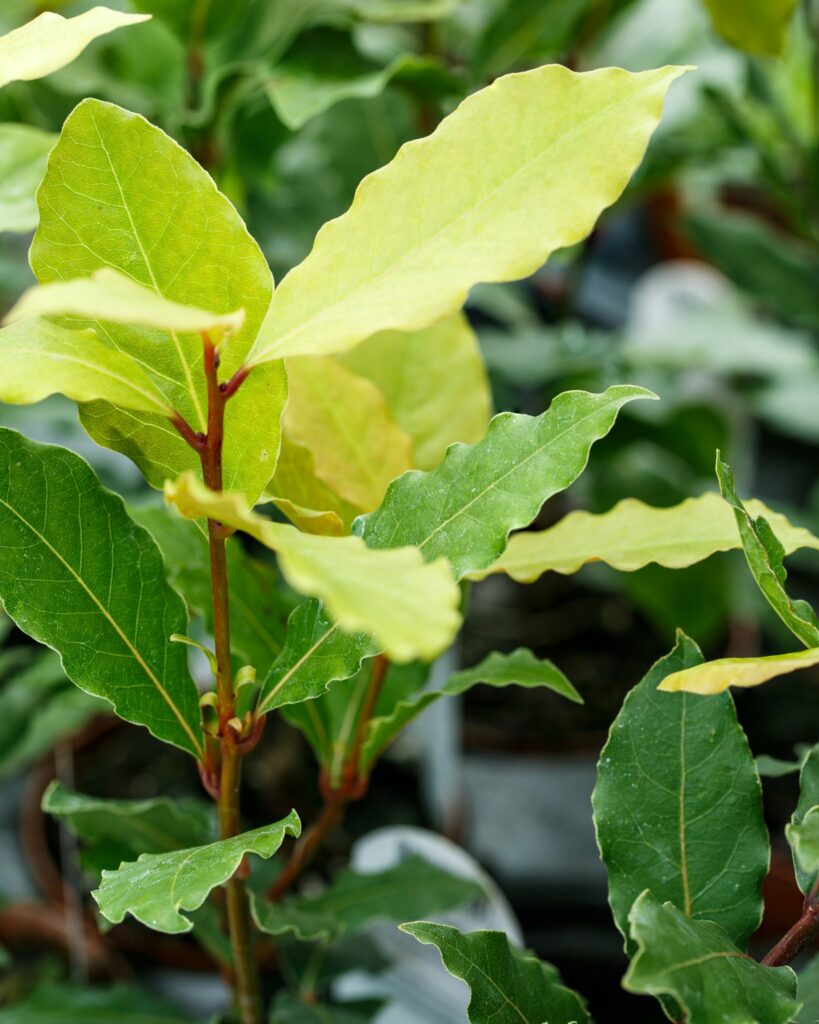 How To Successfully Grow A Bay Tree And 5 Top Uses Of It - LeafyJournal