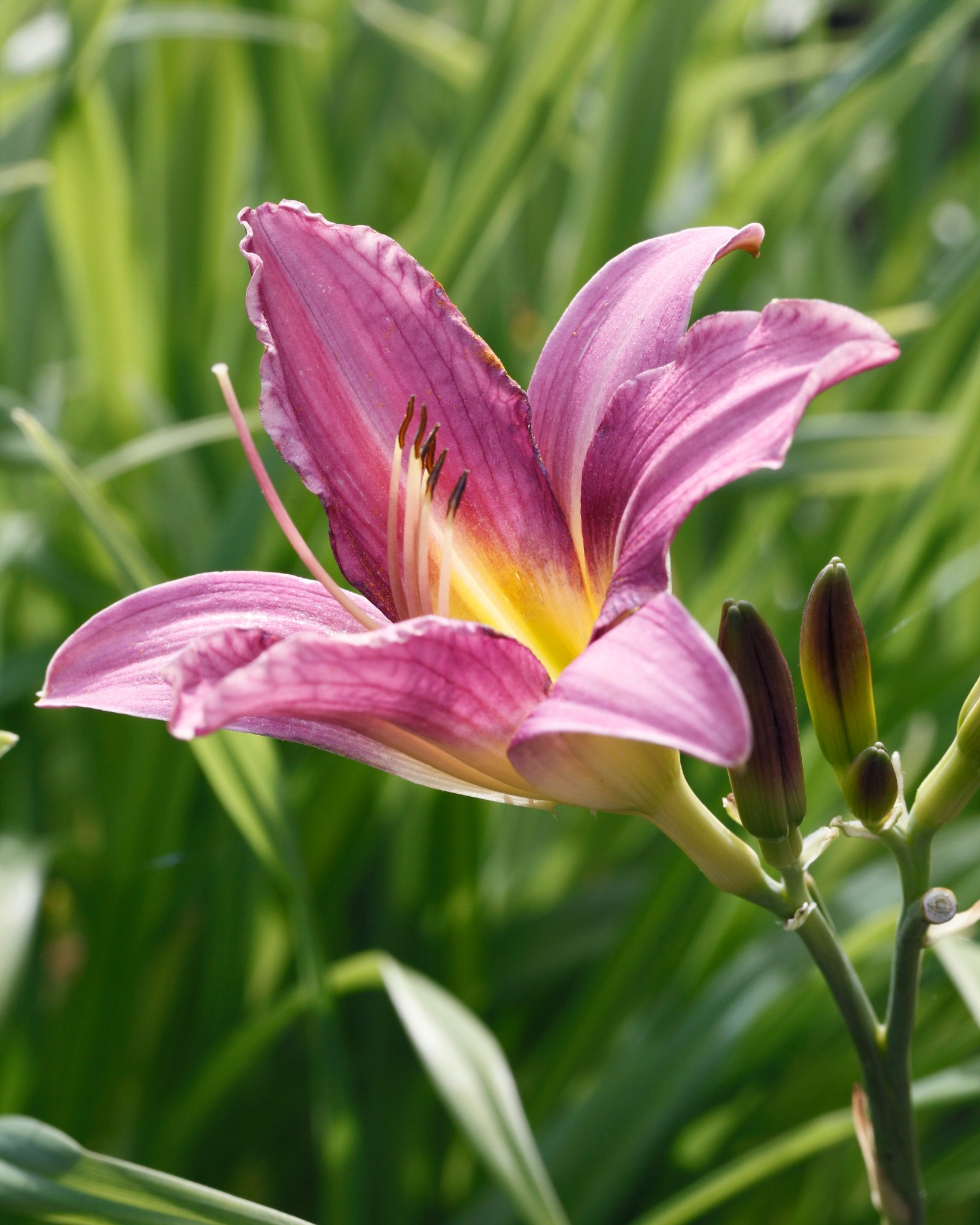12+ Indoor Plants Florida 12 Indoor Plants That Flower Year-Round For Constant Beauty - LeafyJournal