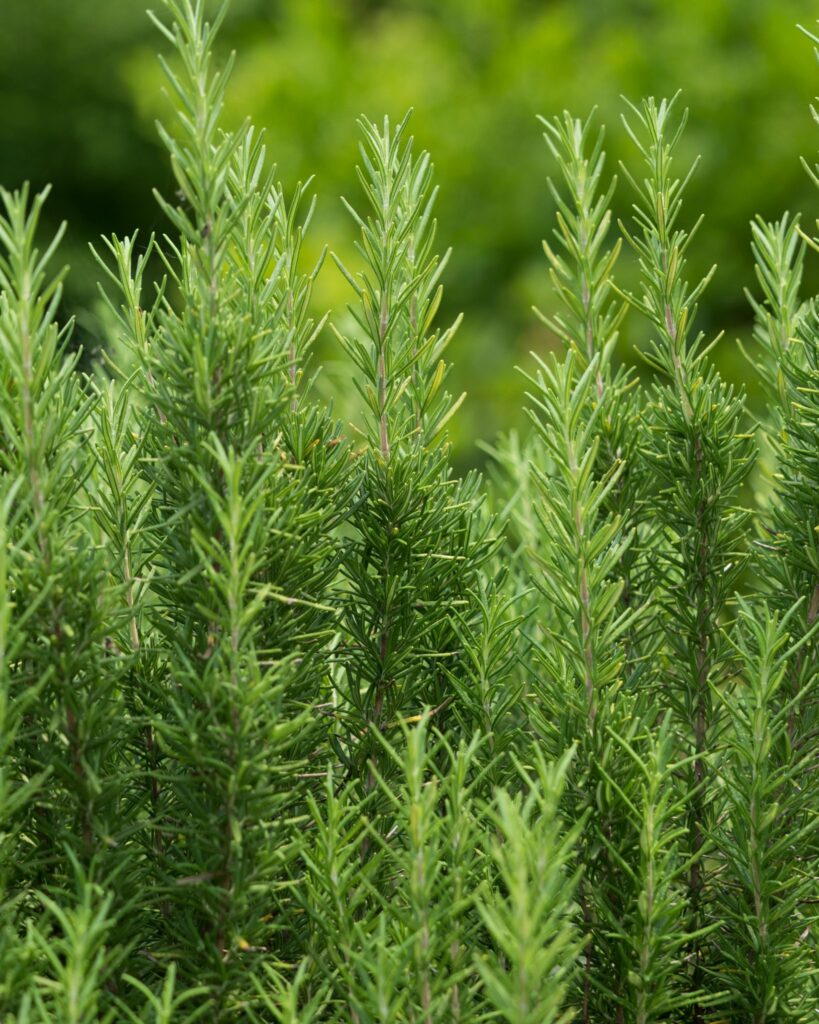 How To Cultivate A Rosemary Hedge And Discover 10 Compelling Reasons To