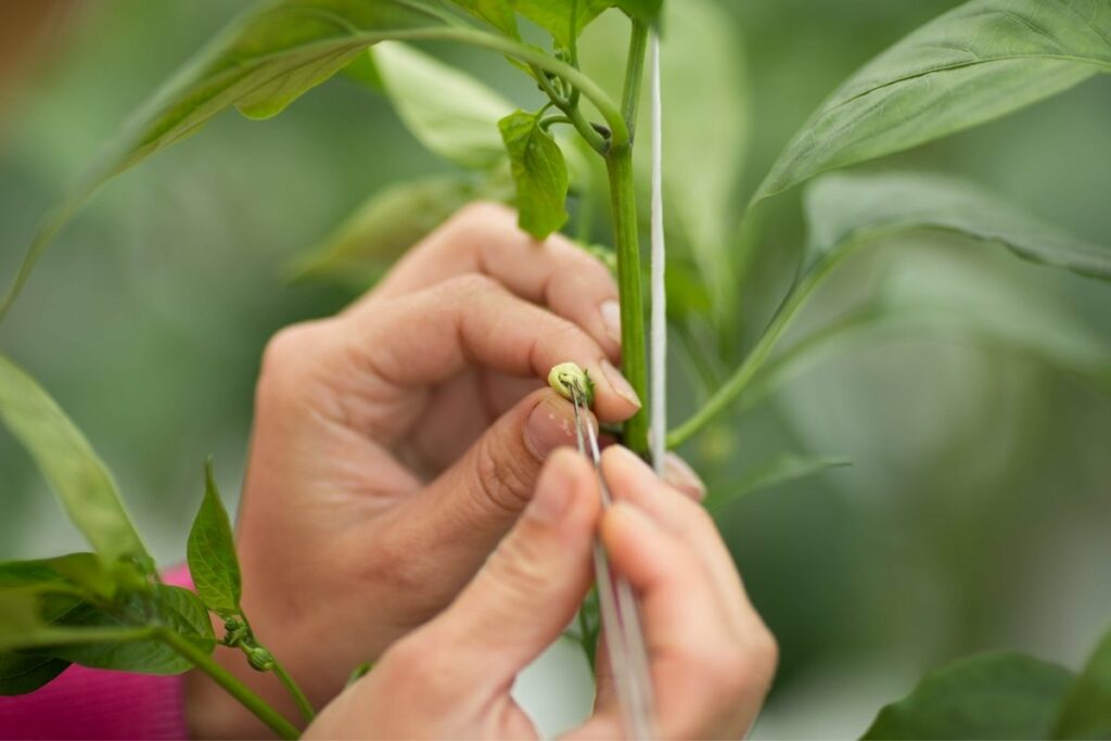 Learn To Pollinate Tomatoes By Hand With These Steps LeafyJournal