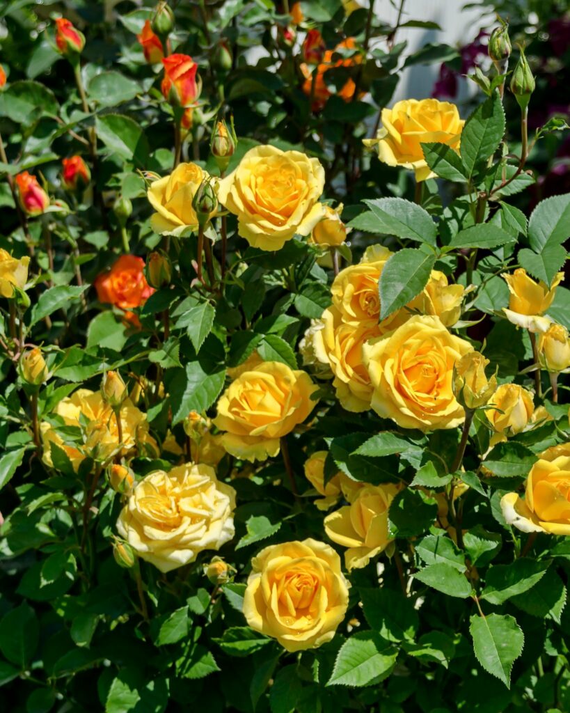 10 Reasons Why Your Roses Aren't Blooming This Season LeafyJournal