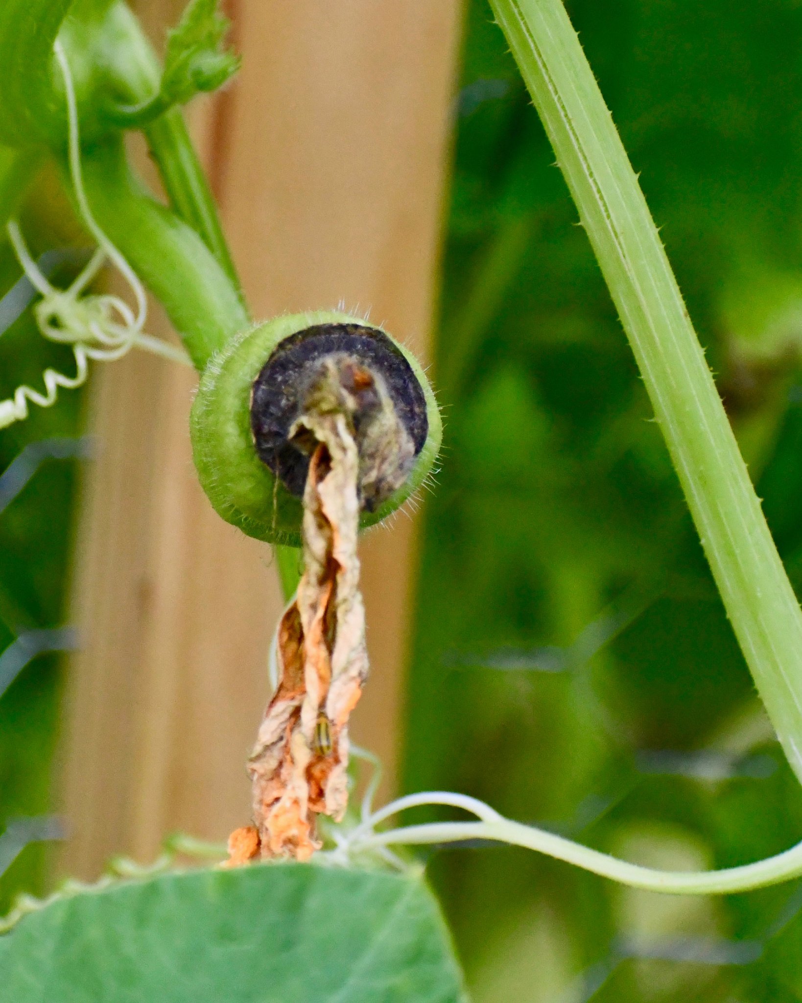 How to Fix Blossom End Rot in Tomatoes, Zucchini and Other Plants
