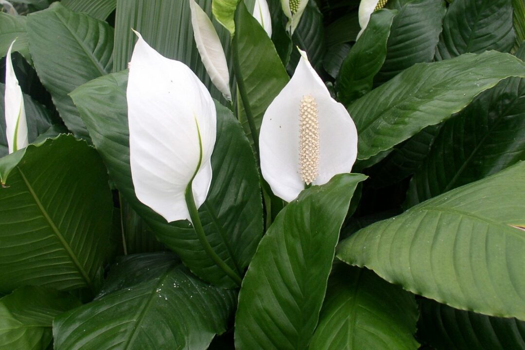 what does it mean when a peace lily blooms