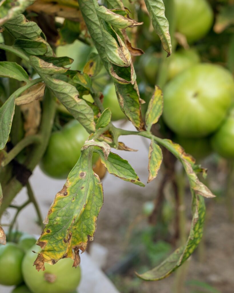 Why Your Tomato Plant Leaves Turn Brown and How to Fix It LeafyJournal