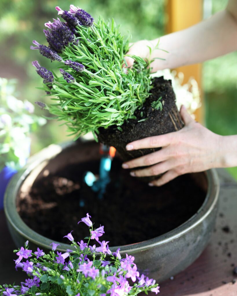 Easy Ways to Revive Your Lavender Plant - LeafyJournal